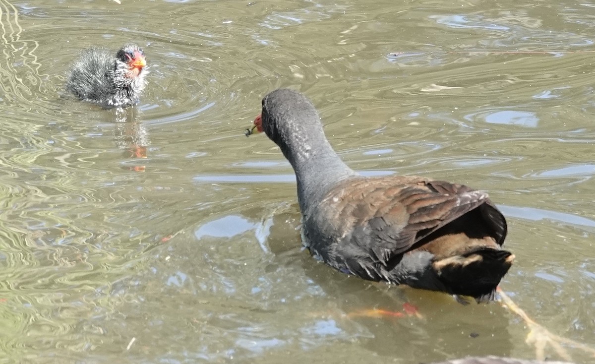 Dusky Moorhen - Alan Coates