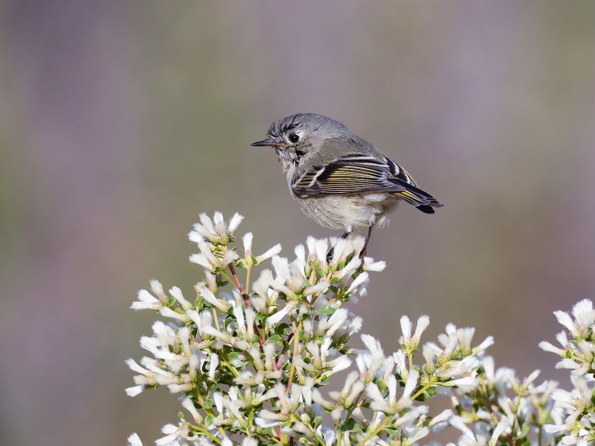 Ruby-crowned Kinglet - ML504739731