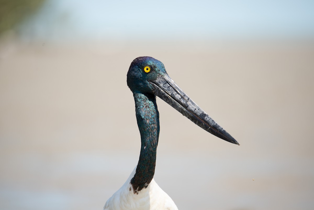 Black-necked Stork - ML504740421