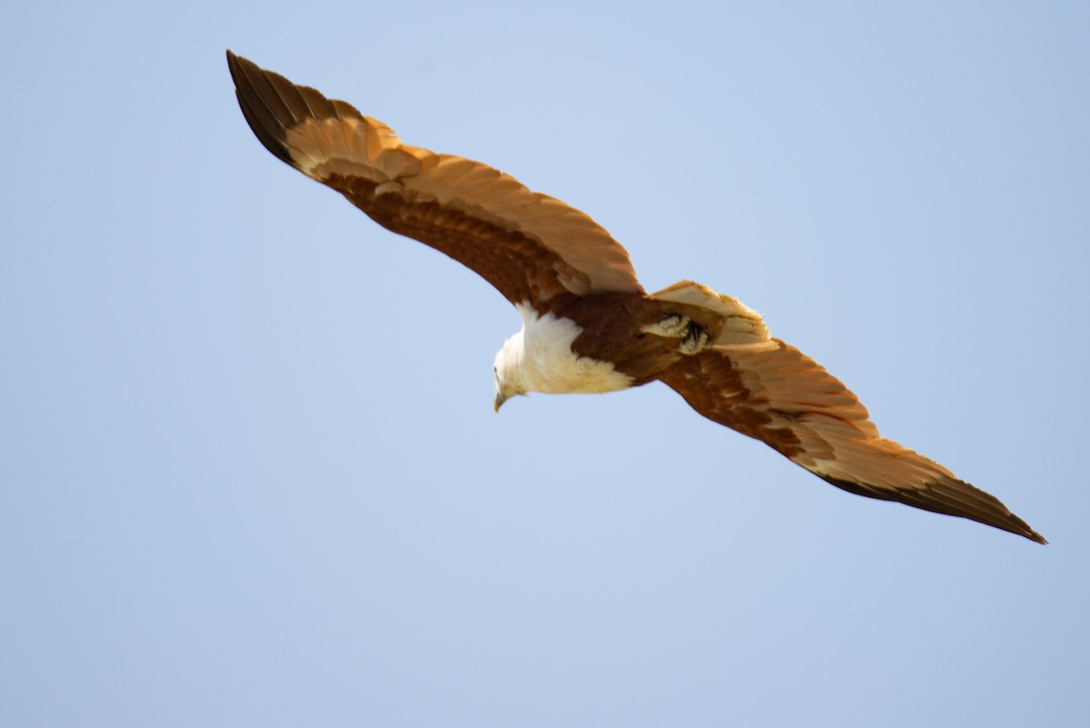 Brahminy Kite - ML504740741