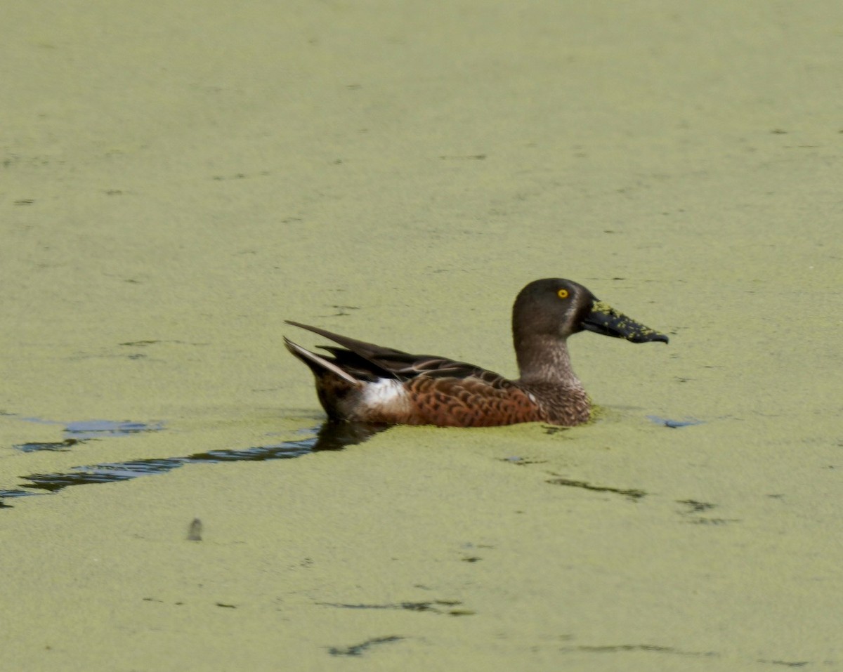 Northern Shoveler - ML504740781