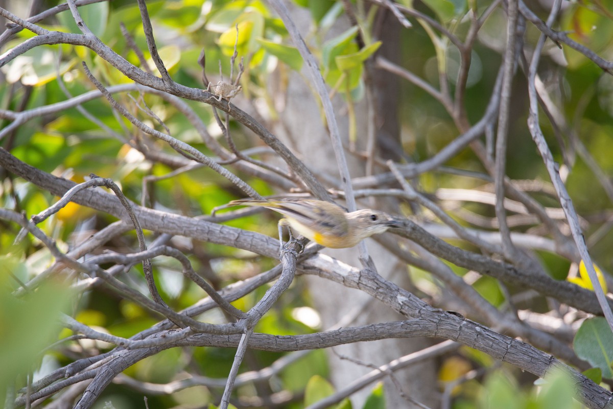 Black-tailed Whistler - ML504741351