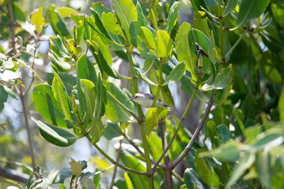 Mangrove Gerygone - ML504742131