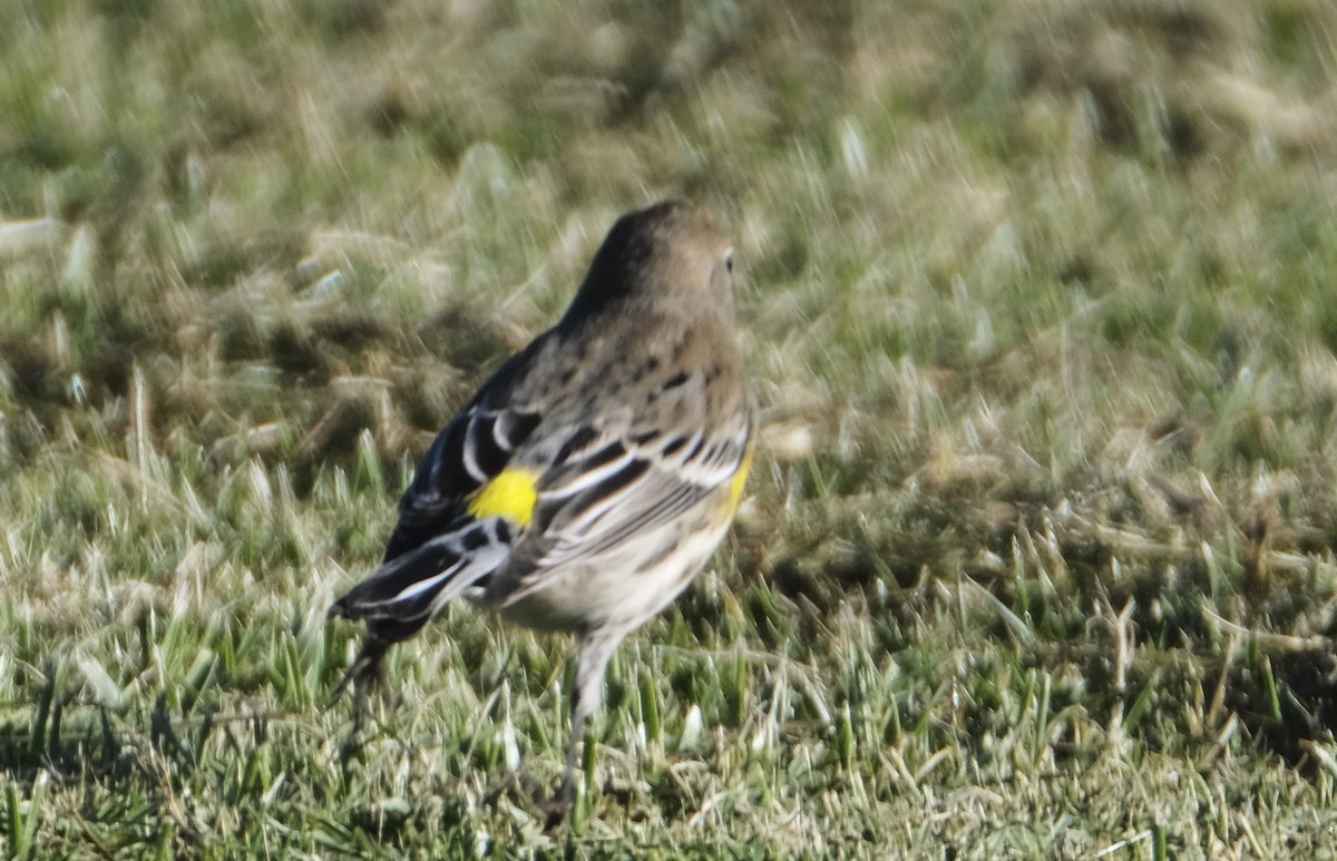 Yellow-rumped Warbler - ML504742491