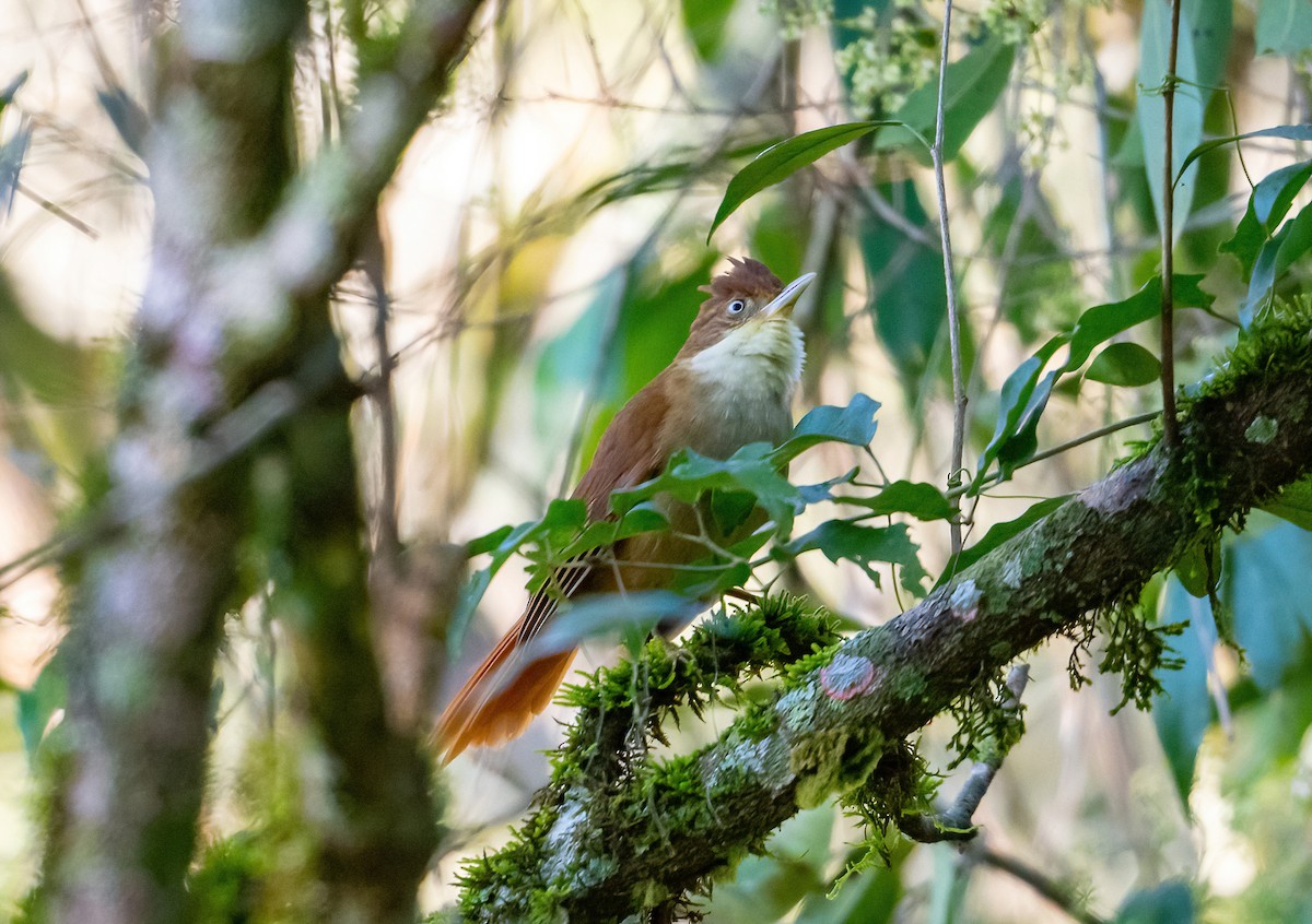 White-eyed Foliage-gleaner - Linda Sullivan