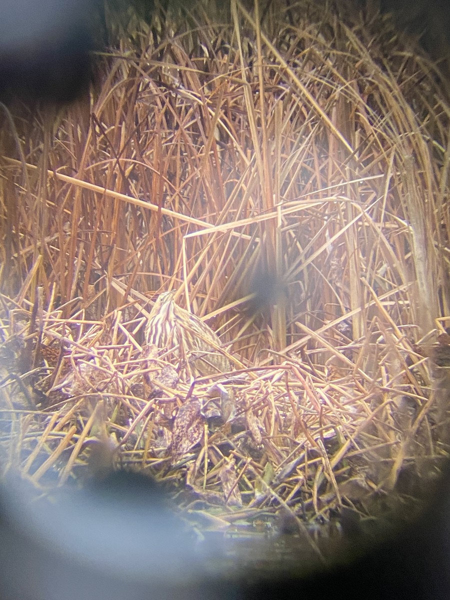 American Bittern - Jessica Prockup