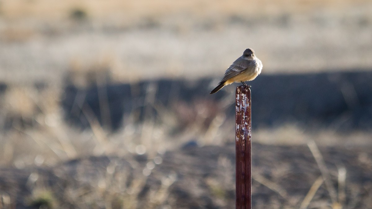 Say's Phoebe - ML504743691