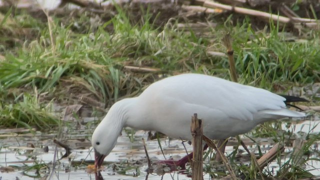 Ross's Goose - ML504744041