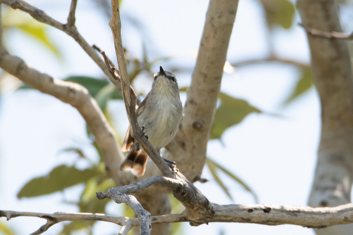 Mangrove Gerygone - ML504745931