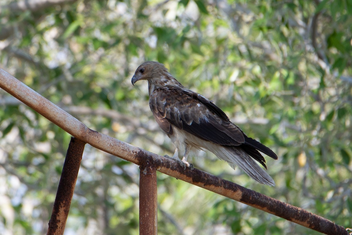 Whistling Kite - ML504746171