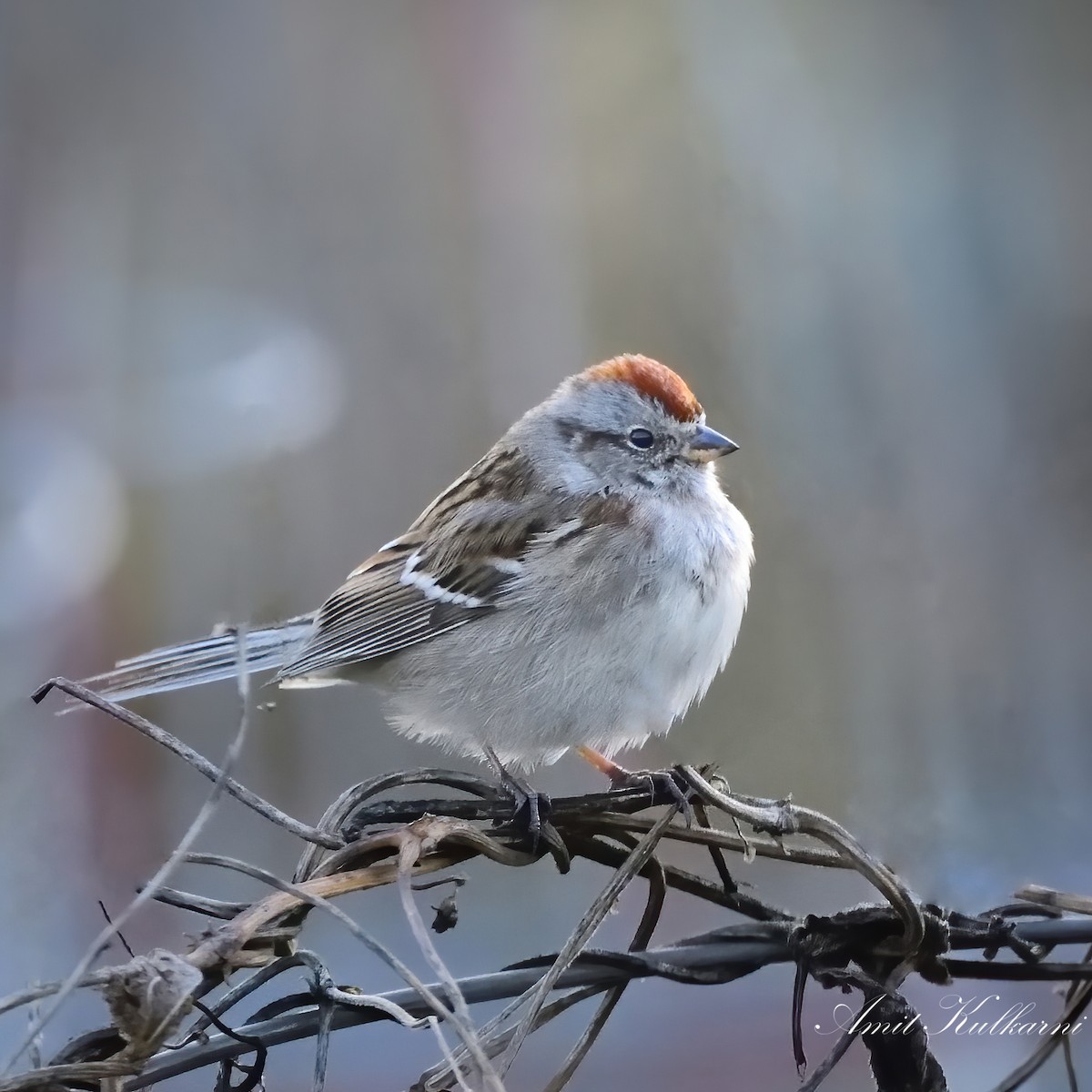 American Tree Sparrow - Amit Kulkarni