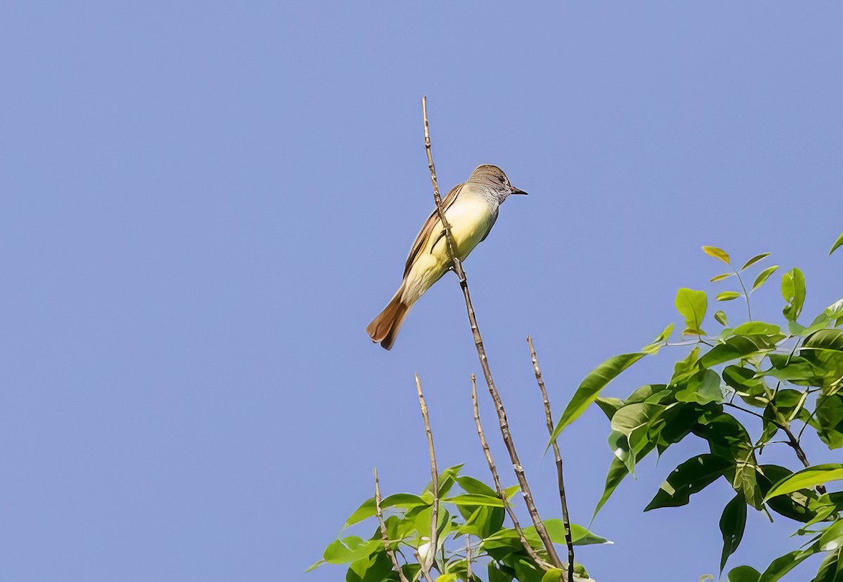 Great Crested Flycatcher - ML504746461