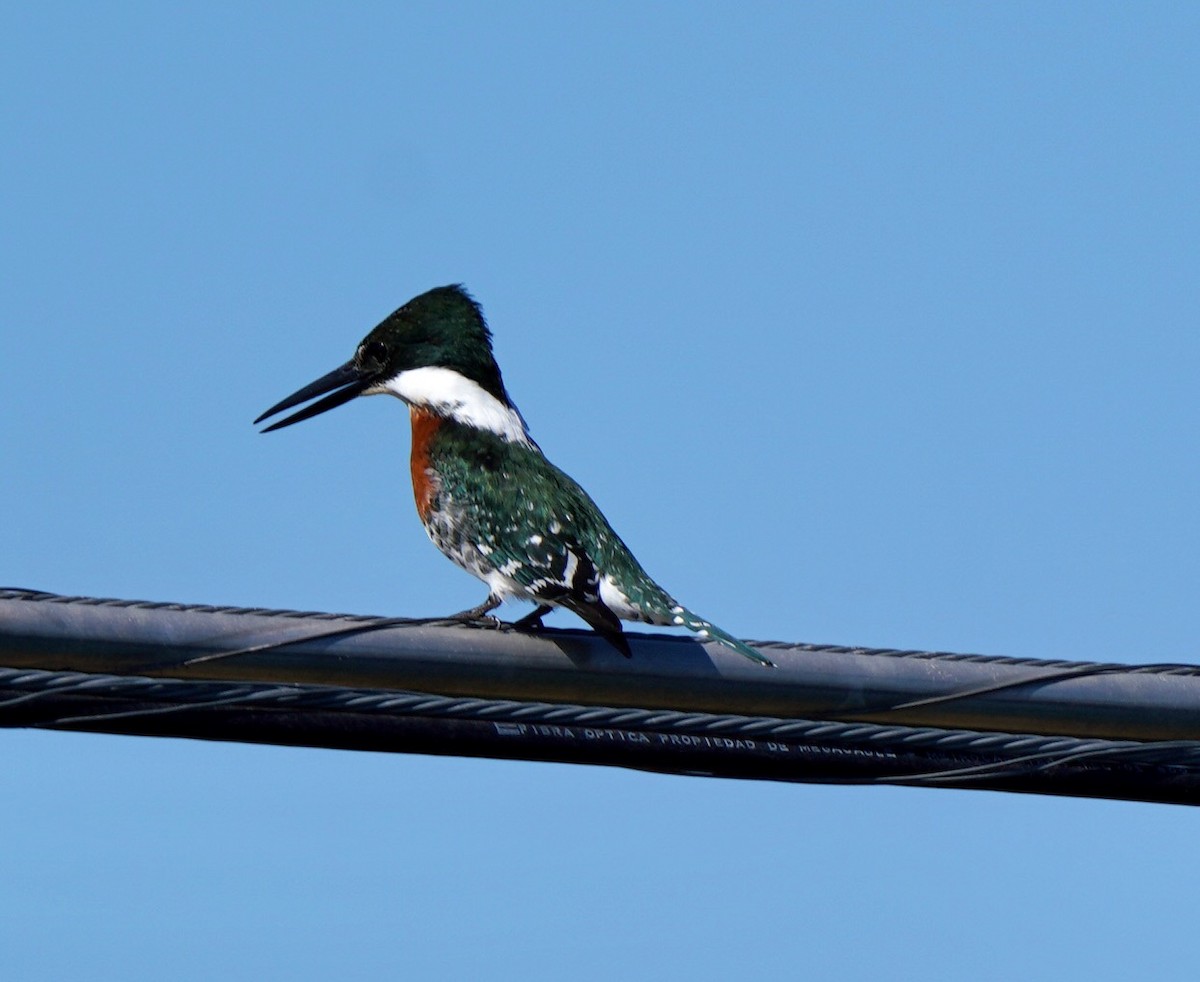 Green Kingfisher - Sibylle Hechtel