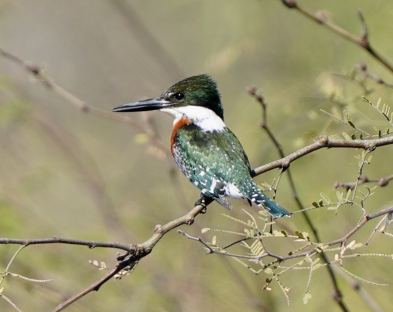 Martin-pêcheur vert - ML504748901