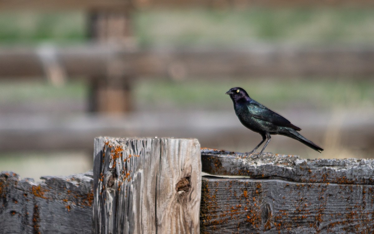 Brewer's Blackbird - ML504749251