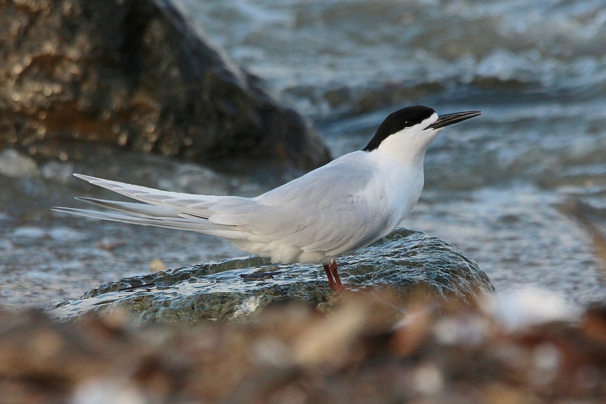 White-fronted Tern - ML504749351