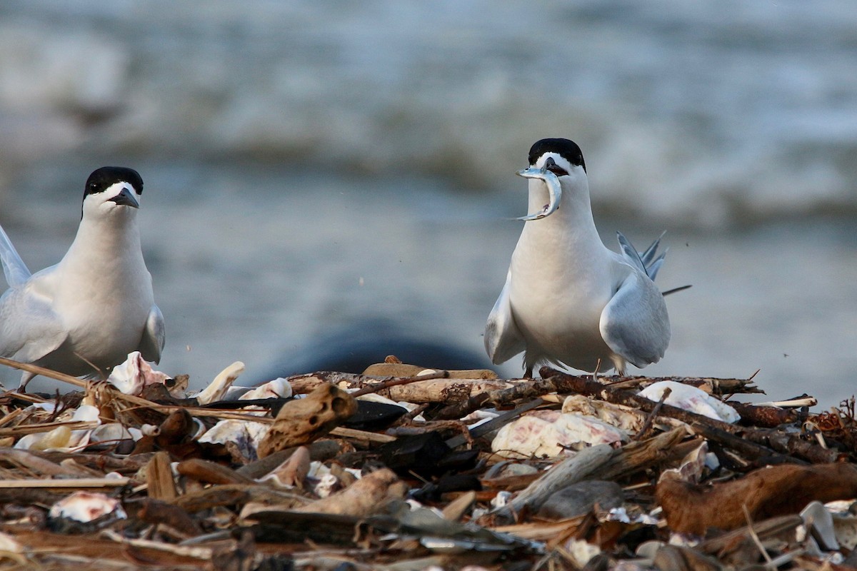White-fronted Tern - ML504749361