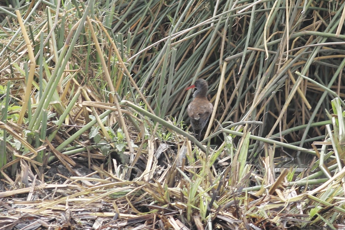 African Rail - ML504749651