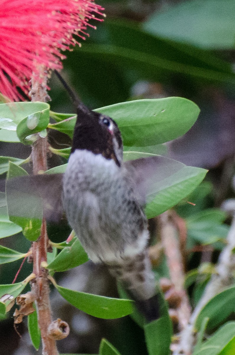 Anna's Hummingbird - ML504750441