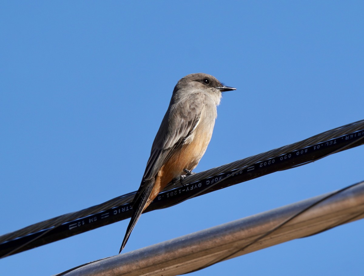 Say's Phoebe - Sibylle Hechtel