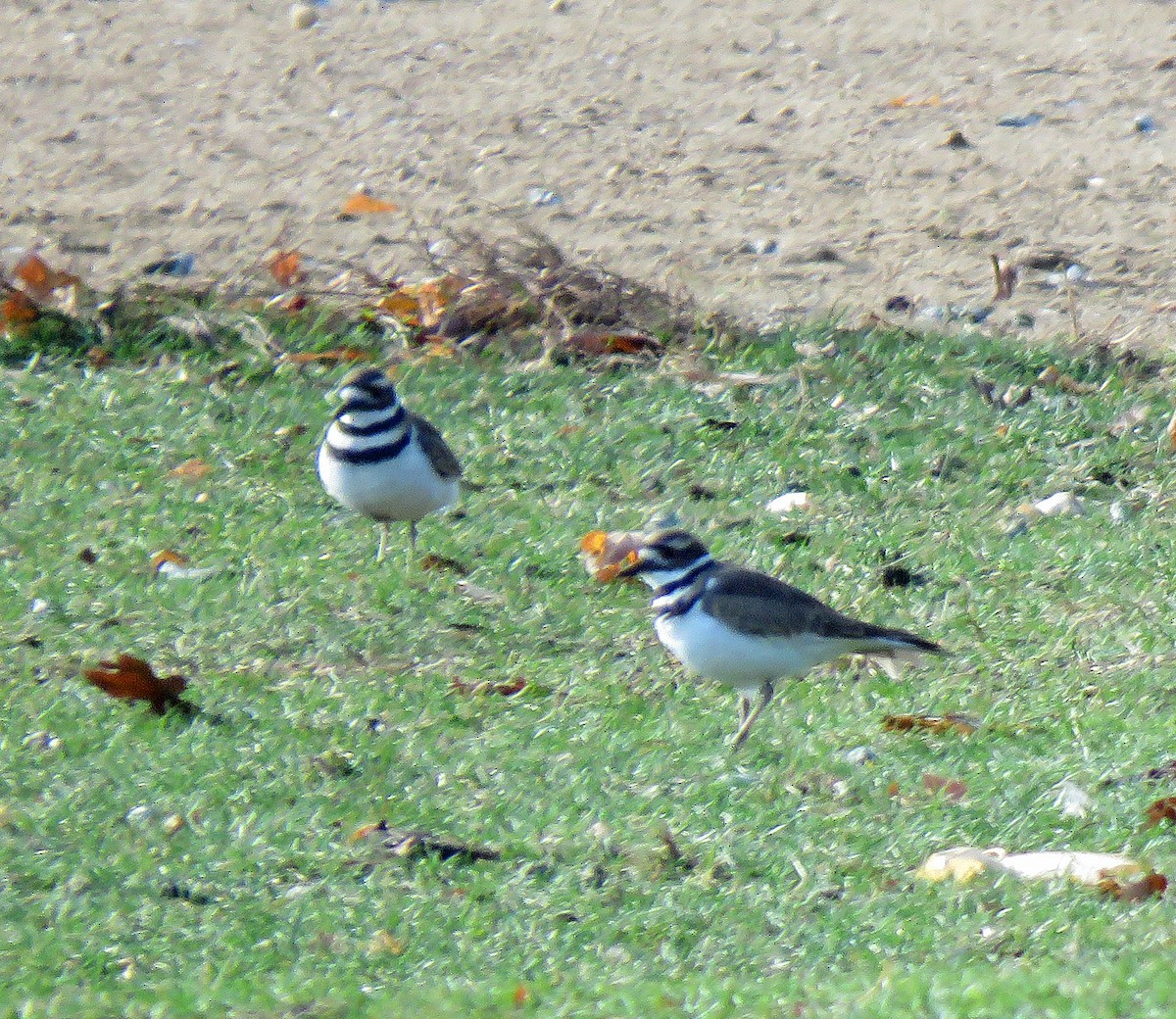 Killdeer - ML504752251