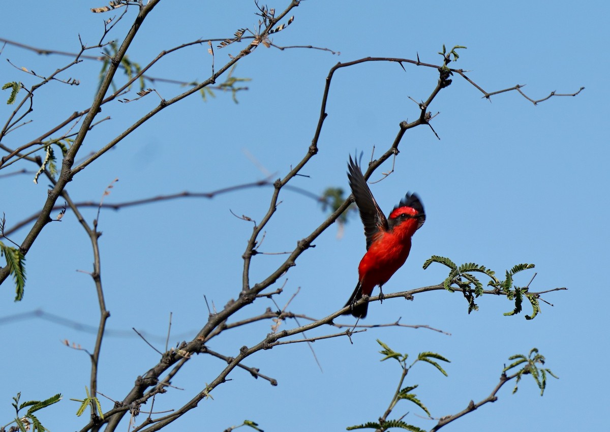 Vermilion Flycatcher - Sibylle Hechtel