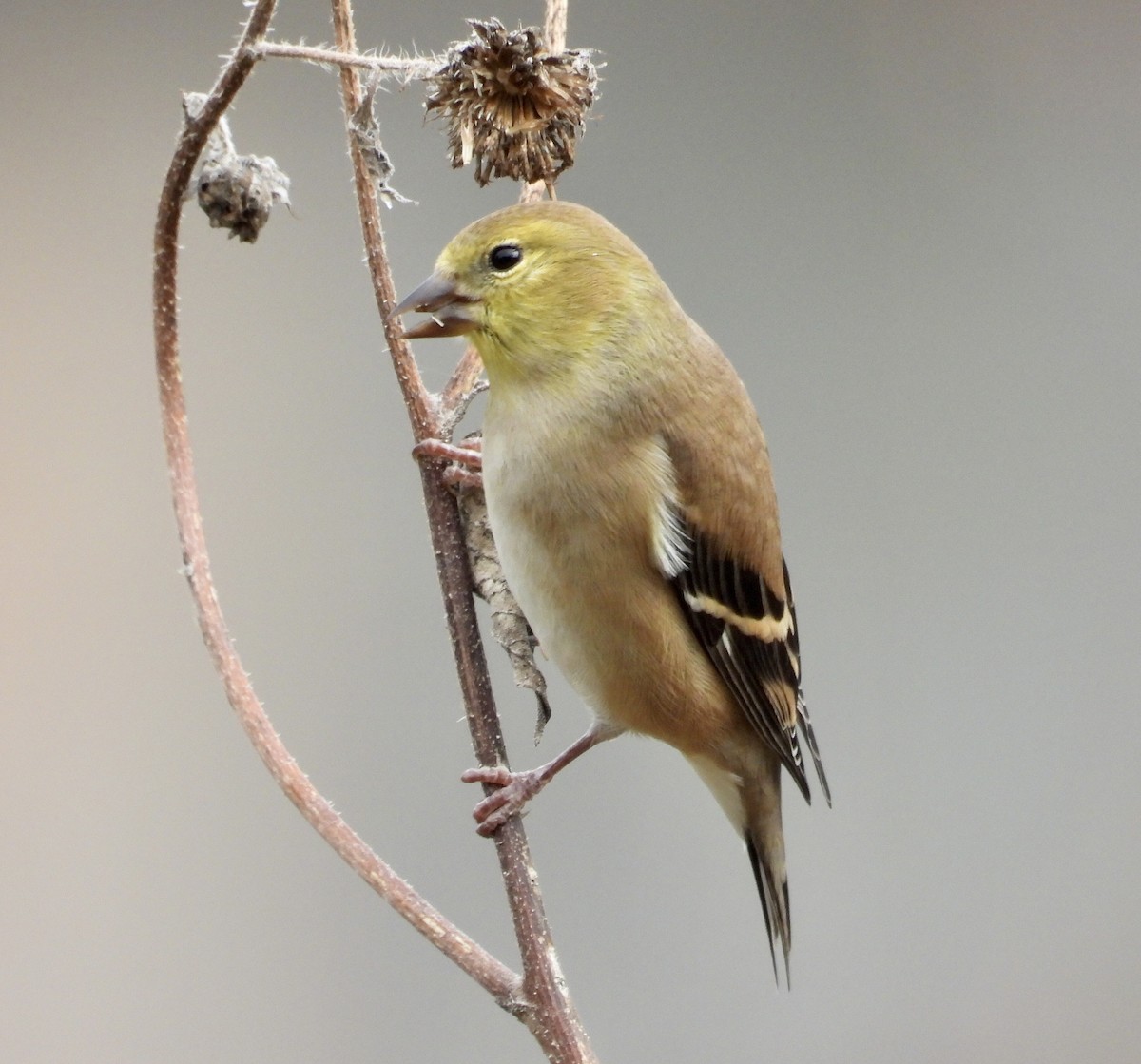 Chardonneret jaune - ML504755551