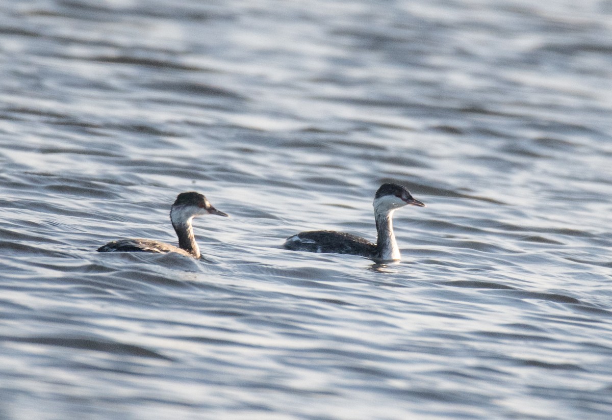 Horned Grebe - ML504757021