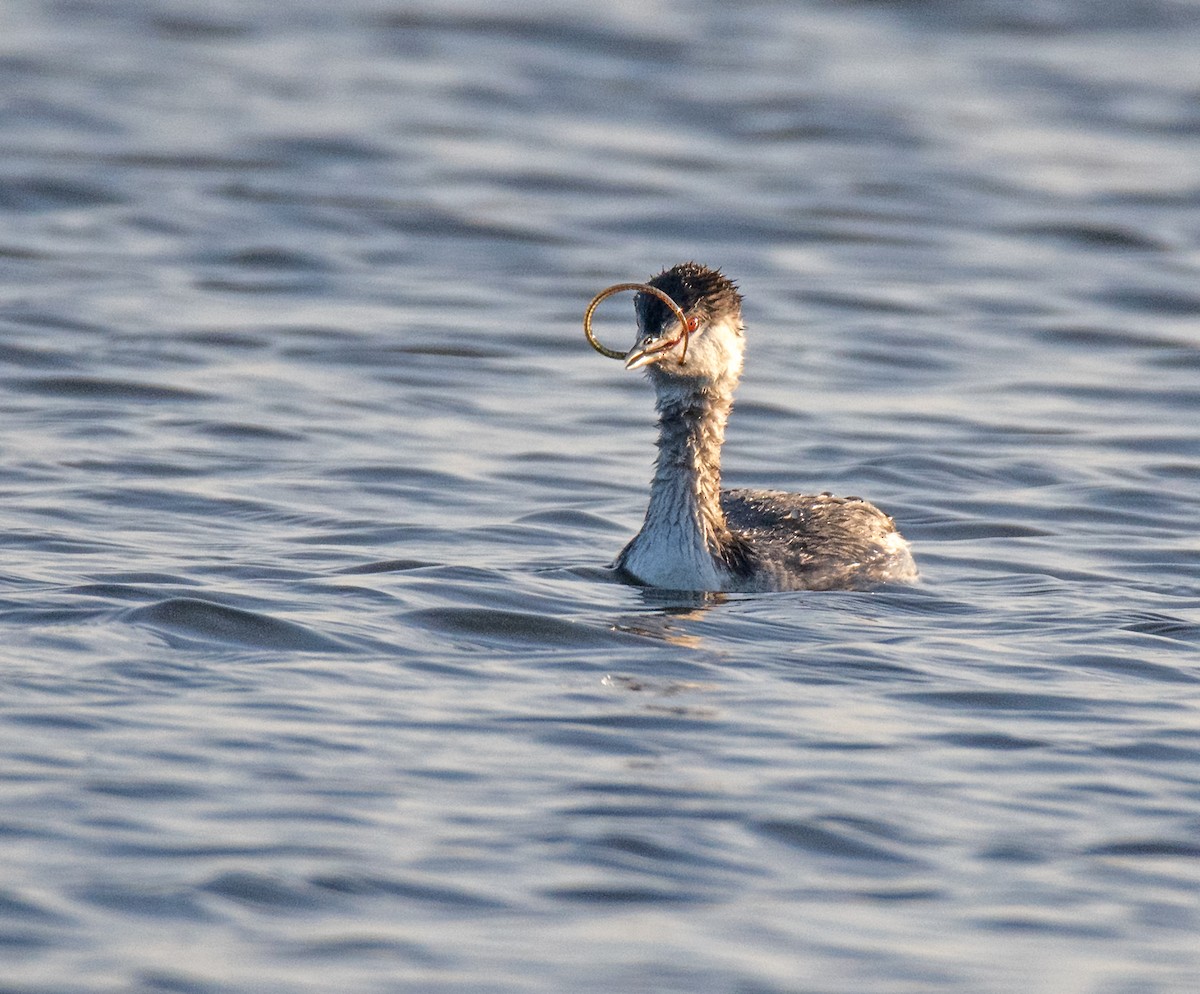 Horned Grebe - ML504757031