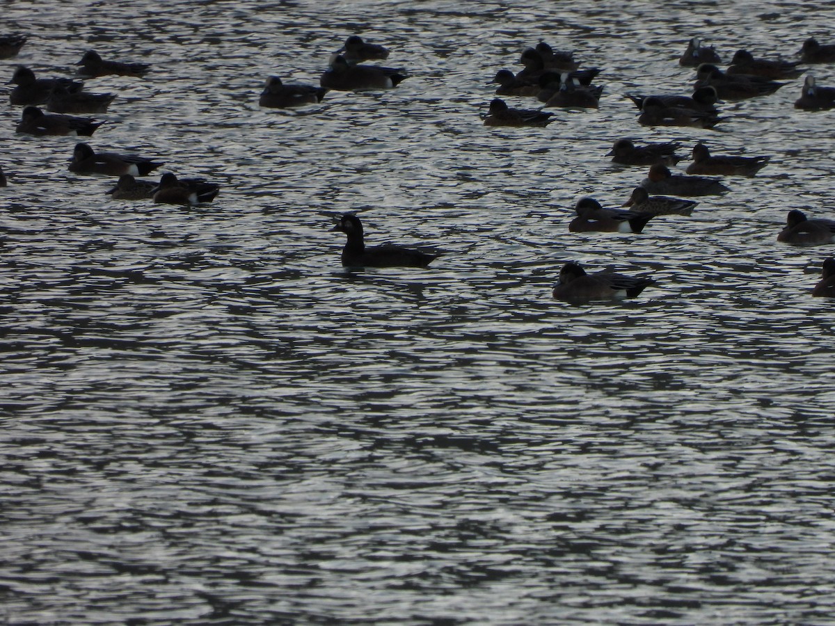 White-winged Scoter - ML504757541