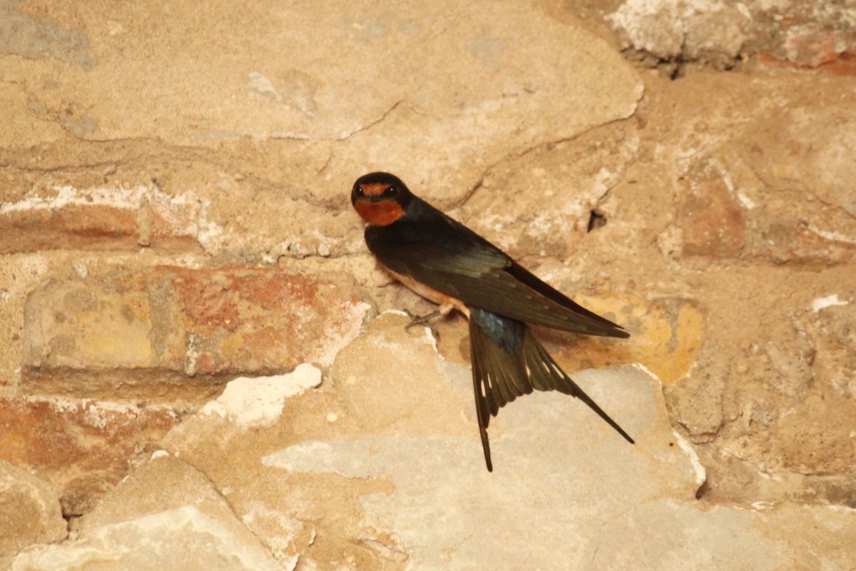 Barn Swallow - ML504757981