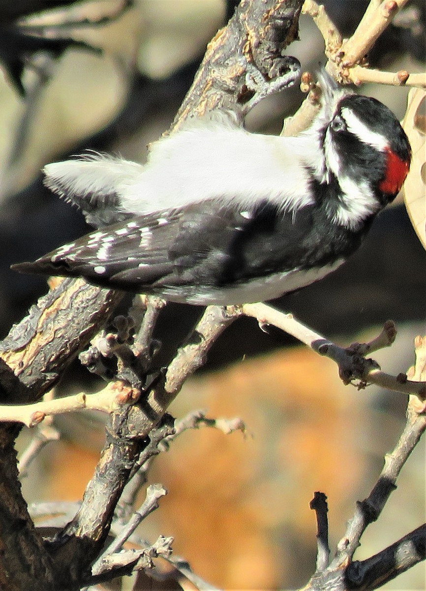 Downy Woodpecker - ML504758971