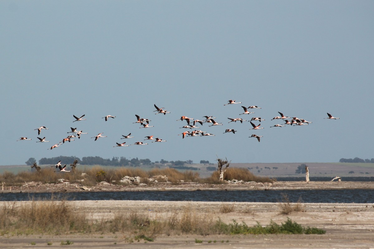 Chilean Flamingo - ML504759071