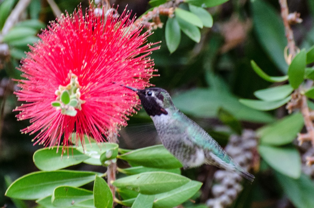 Anna's Hummingbird - ML504759141