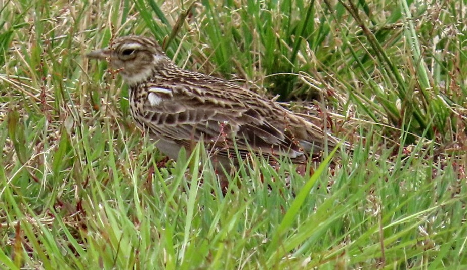 Eurasian Skylark - ML504760911