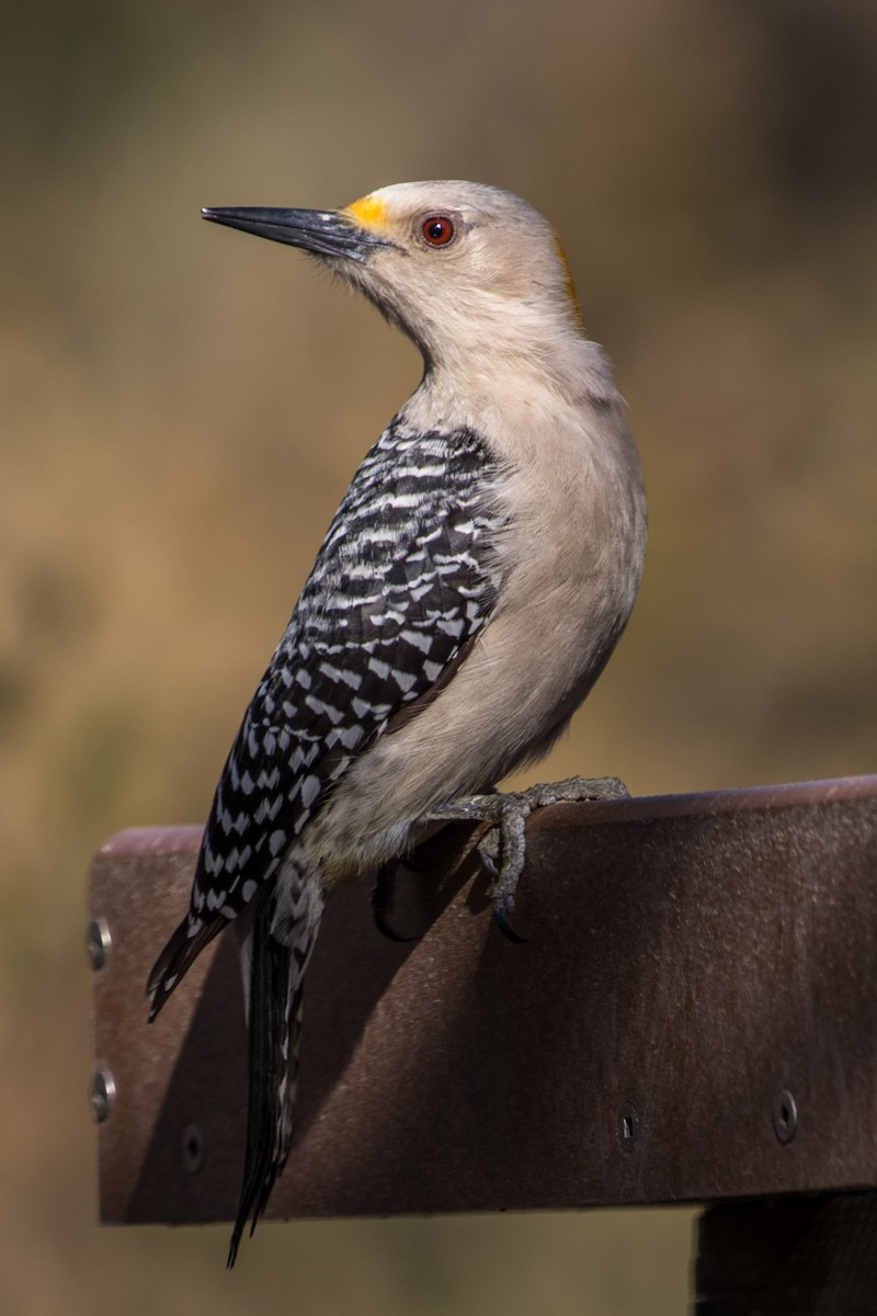 Golden-fronted Woodpecker (Northern) - Jodi Boe