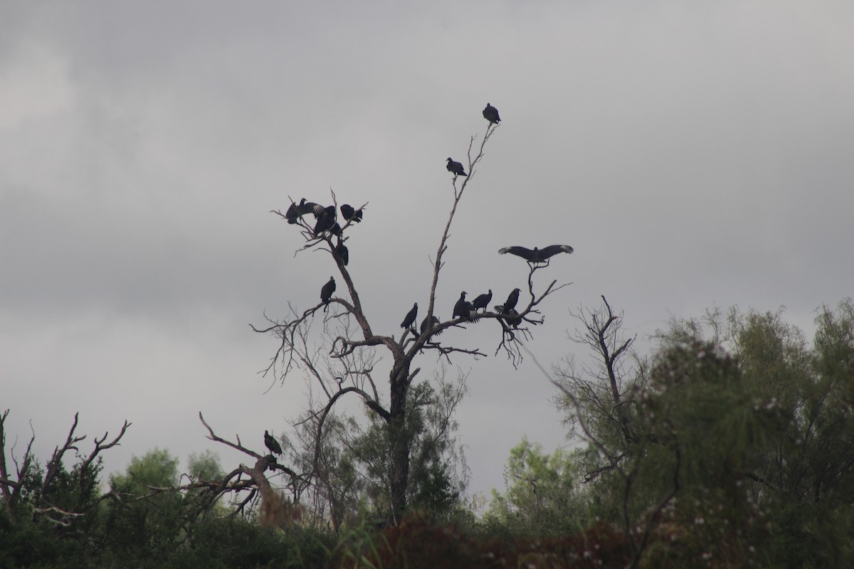 Black Vulture - ML504761301