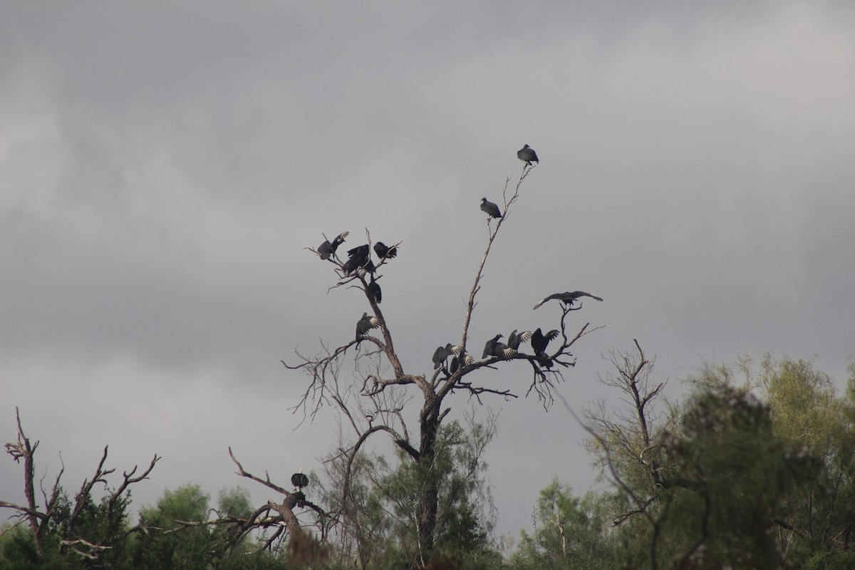 Black Vulture - ML504761311