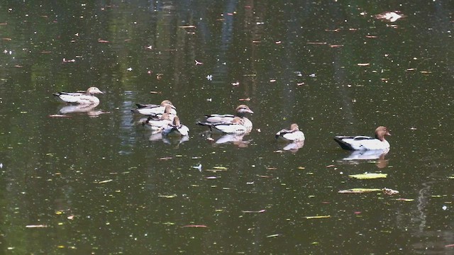 Canard à crinière - ML504762721