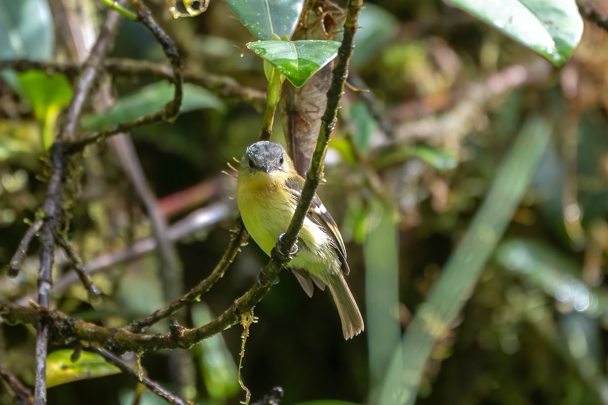 Handsome Flycatcher - ML504762821