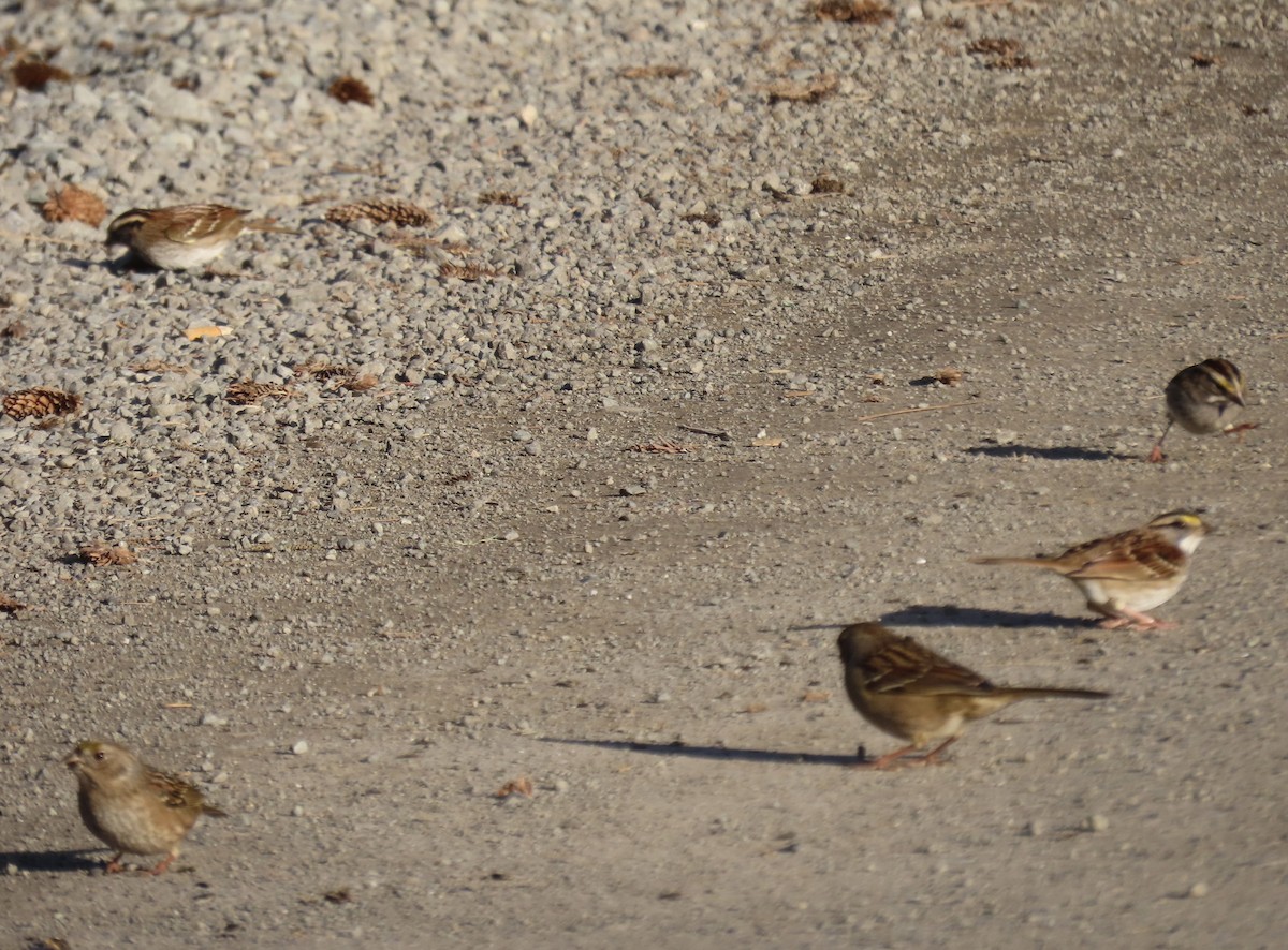 White-throated Sparrow - ML504762881