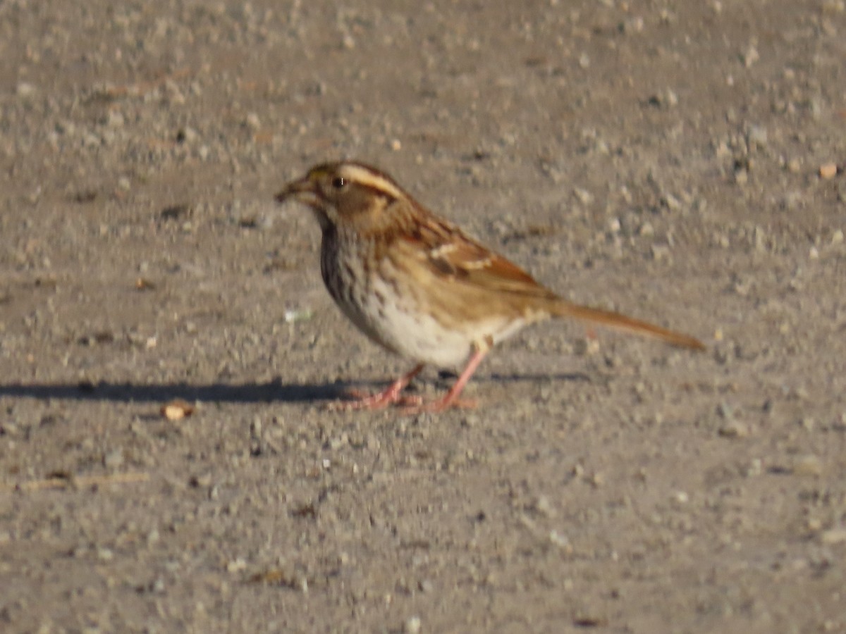 White-throated Sparrow - ML504762891