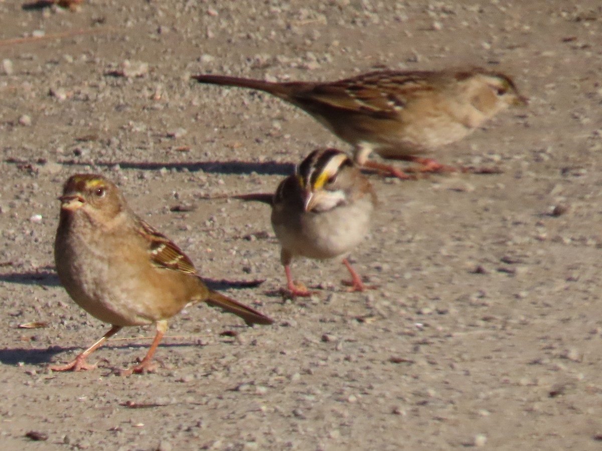 White-throated Sparrow - ML504762901