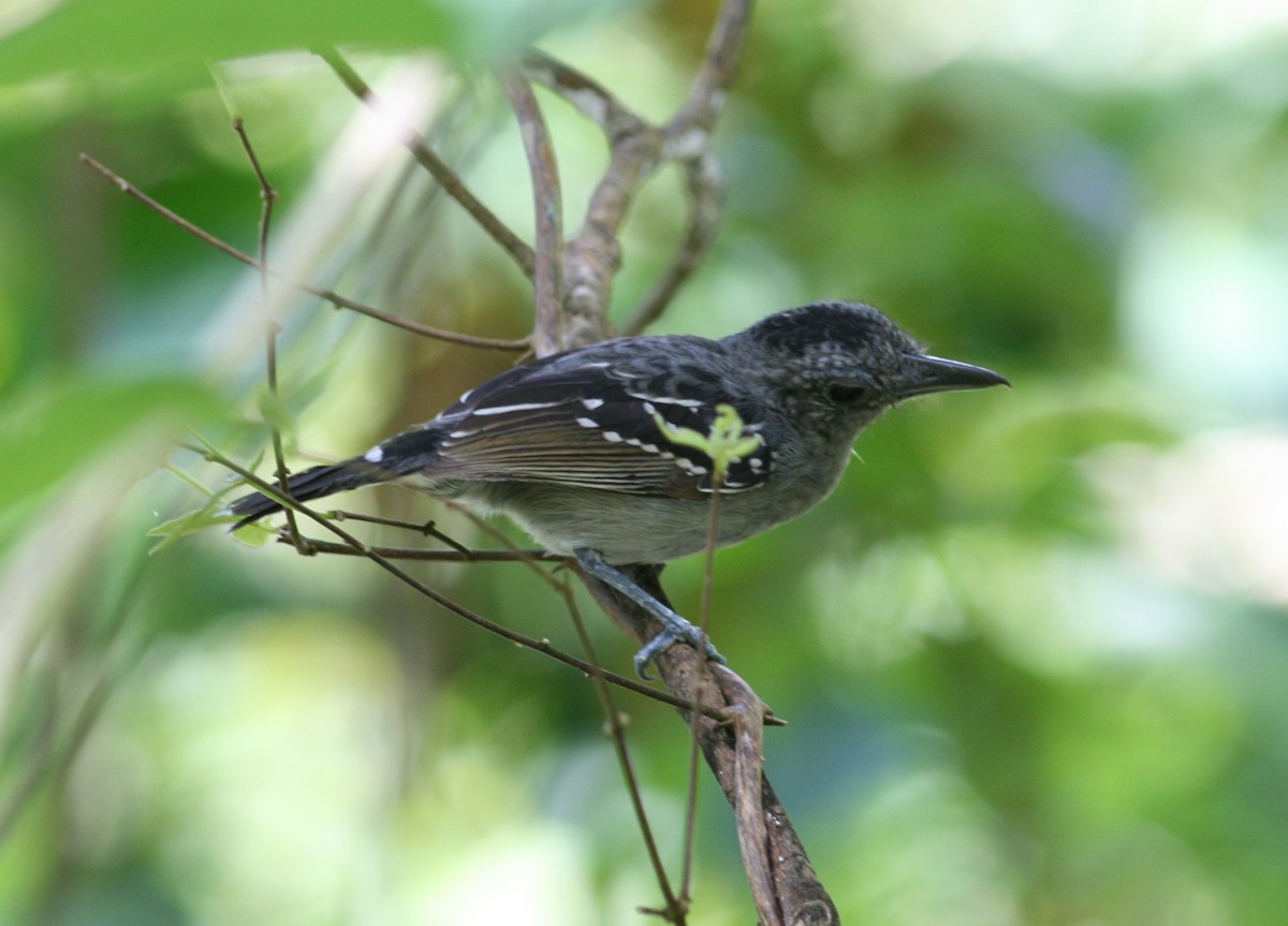 Black-crowned Antshrike - Tom Benson