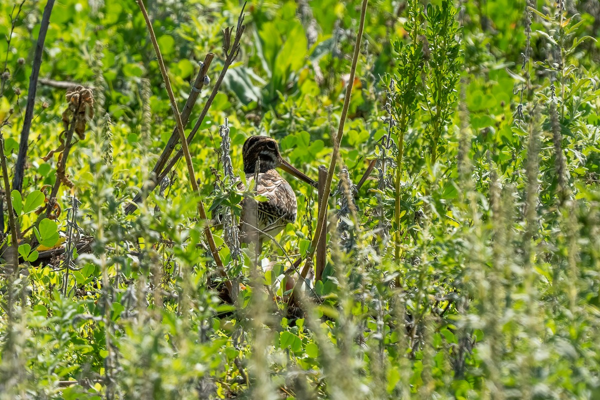 Wilson's Snipe - ML504764381