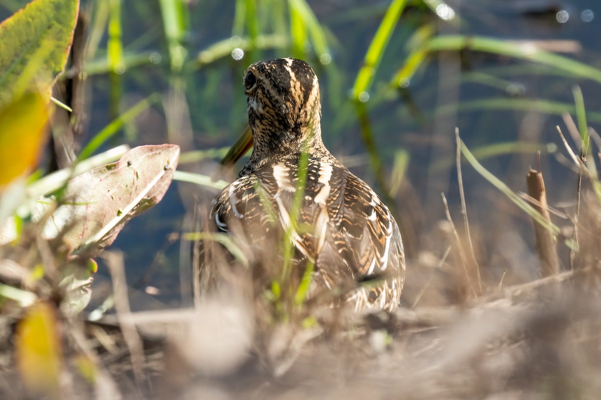 Wilson's Snipe - ML504764401