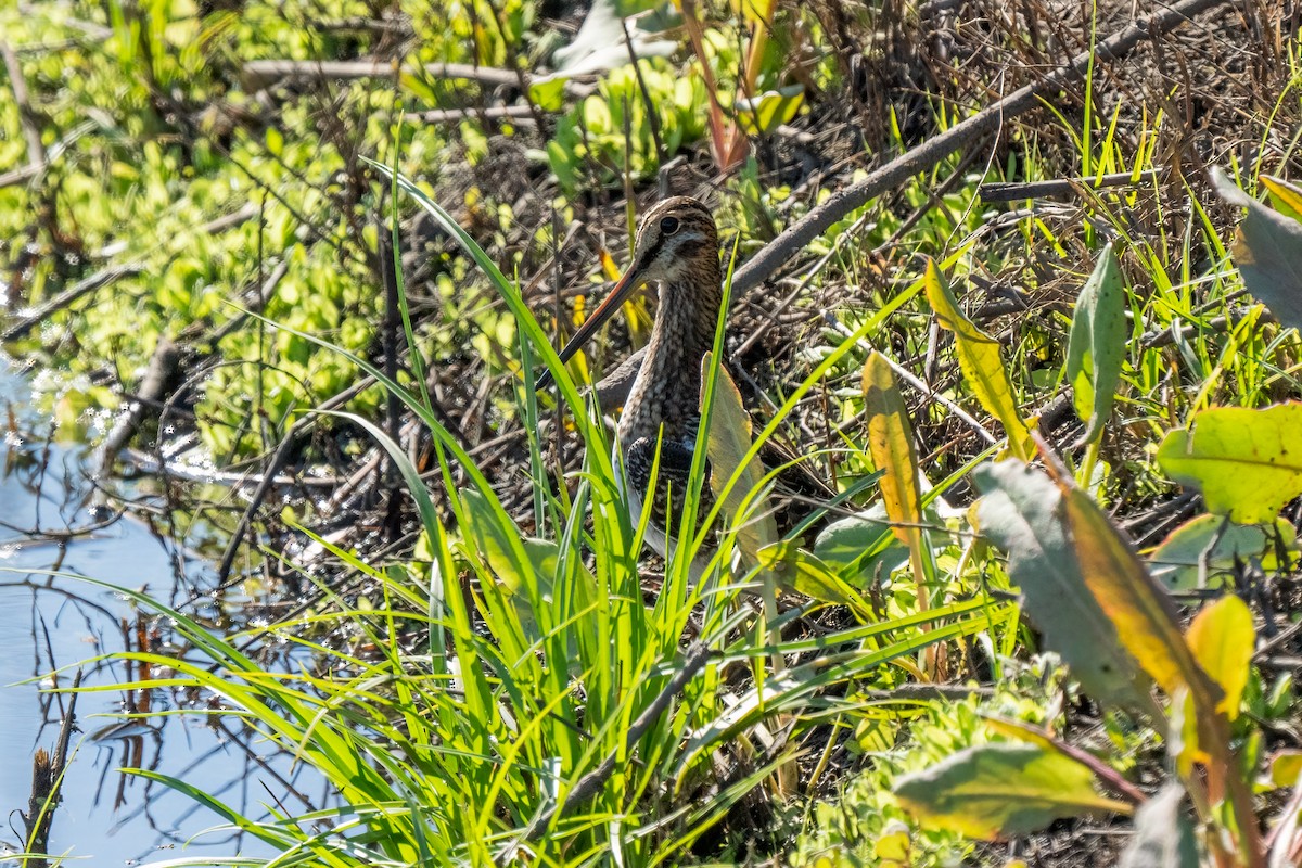 Wilson's Snipe - Andrea C