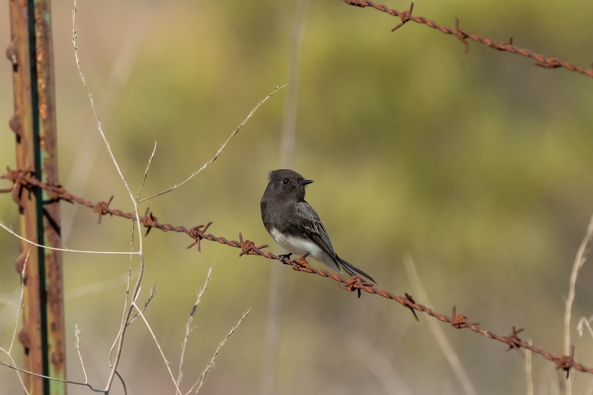 Black Phoebe - Andrea C