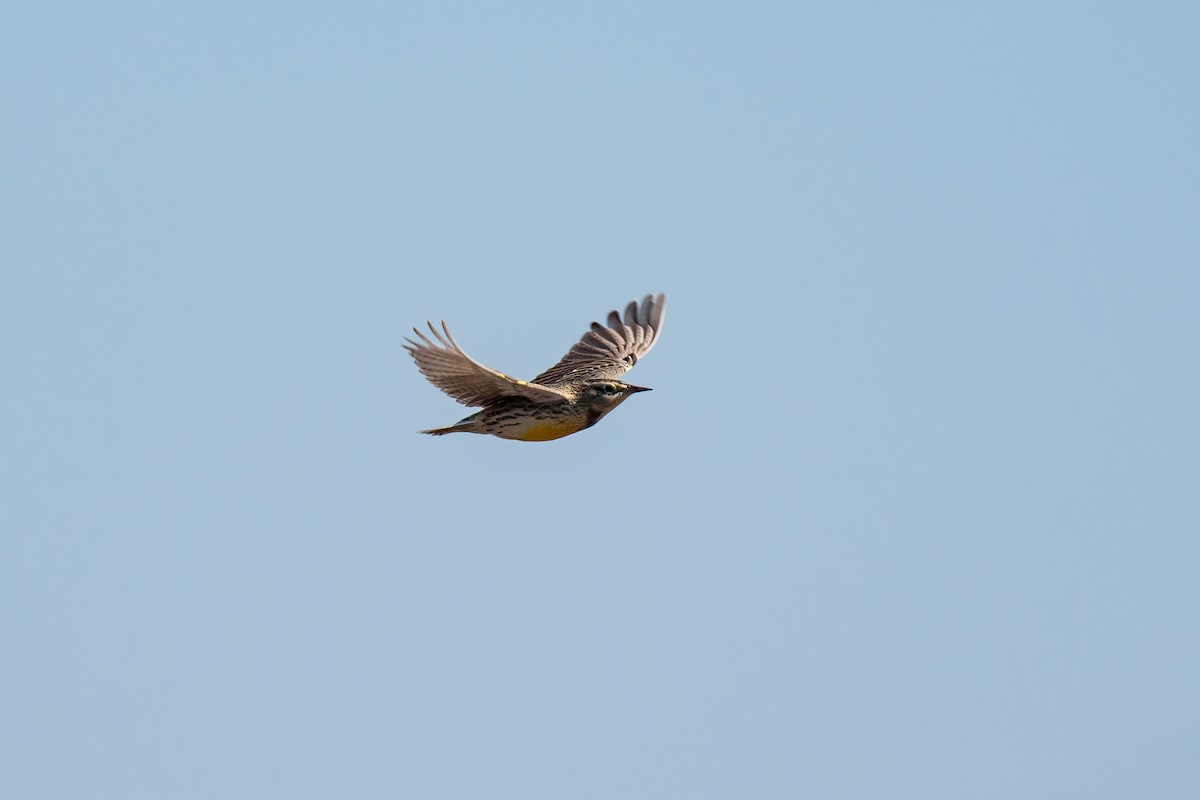 Western Meadowlark - ML504764921