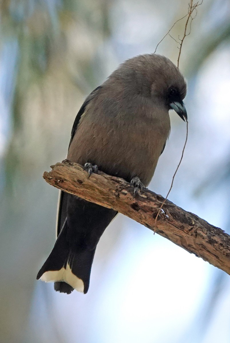 Dusky Woodswallow - Russell Scott